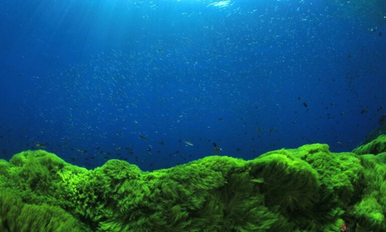 How Algae Affects Water: A Helpful Guide