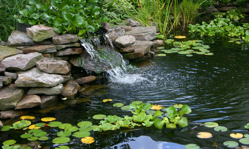 Ways To Maintain Your Pond Throughout the Year